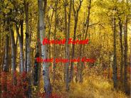 Boreal Forest