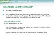 Chemical Energy and ATP