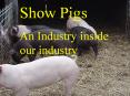Show Pigs PowerPoint PPT Presentation