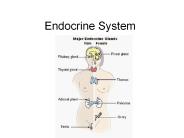 Endocrine System