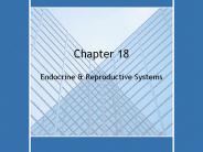 Endocrine%20