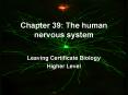 Chapter 39: The human nervous system PowerPoint PPT Presentation