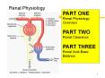 Renal Physiology PowerPoint PPT Presentation