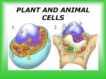 PLANT AND ANIMAL CELLS