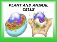PLANT AND ANIMAL CELLS PowerPoint PPT Presentation
