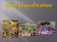 Plant%20Classification