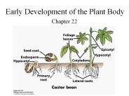 Early Development of the Plant Body