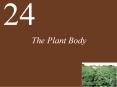 The Plant Body PowerPoint PPT Presentation