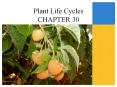 Plant%20Life%20Cycles%20CHAPTER%2030 PowerPoint PPT Presentation