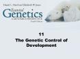 The Genetic Control of Development PowerPoint PPT Presentation