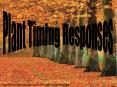Plant Timing Responses PowerPoint PPT Presentation