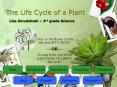 The Life Cycle of a Plant PowerPoint PPT Presentation