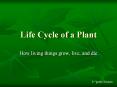 Life Cycle of a Plant PowerPoint PPT Presentation