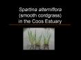 Spartina alterniflora PowerPoint PPT Presentation