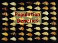Population Genetics PowerPoint PPT Presentation