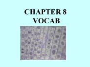 CHAPTER 8 VOCAB