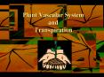 Plant Vascular System and Transpiration PowerPoint PPT Presentation