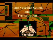 Plant Vascular System and Transpiration