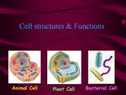 Cell structures
