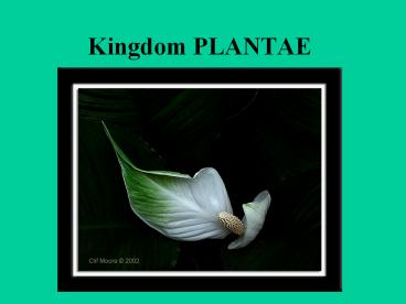 Kingdom PLANTAE