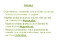 FOLHAS PowerPoint PPT Presentation