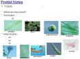 Protist Notes PowerPoint PPT Presentation
