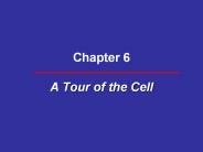 Chapter%206%20A%20Tour%20of%20the%20Cell