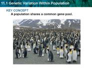 KEY CONCEPT A population shares a common gene pool.