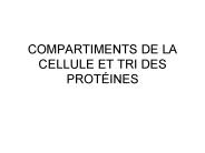 COMPARTIMENTS DE LA CELLULE ET TRI DES PROT