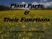 Plant Parts and Their Functions