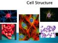 Cell Structure PowerPoint PPT Presentation