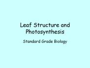 Leaf Structure and Photosynthesis