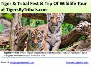 Trip Of Wildlife Tour, Save Our Tigers
