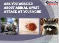 #Pest Control Apopka PowerPoint PPT Presentation