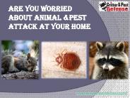 #Pest Control Apopka