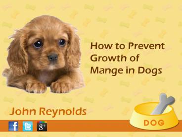 Treatment For Mange In Dogs