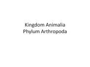 Kingdom Animalia Phylum Arthropoda