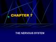 THE NERVOUS SYSTEM PowerPoint PPT Presentation
