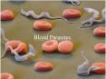 Blood Parasites PowerPoint PPT Presentation