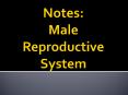 Notes: Male Reproductive System PowerPoint PPT Presentation