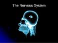 The Nervous System PowerPoint PPT Presentation