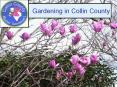 Gardening in Collin County PowerPoint PPT Presentation
