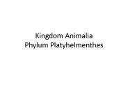 Kingdom Animalia Phylum Platyhelmenthes