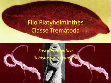 Filo Platyhelminthes Classe Trematoda