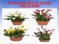 Most Important Tips For Growing Calla Lillies Bulbs PowerPoint PPT Presentation