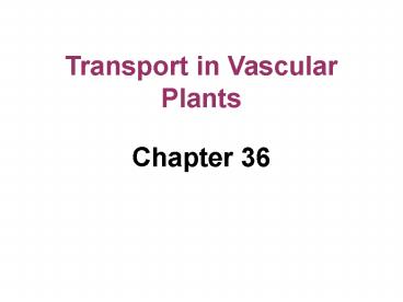 Transport in Vascular Plants