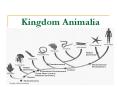 Kingdom Animalia PowerPoint PPT Presentation