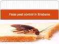 Fleas pest control in Brisbane PowerPoint PPT Presentation
