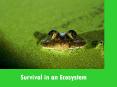 Survival in an Ecosystem PowerPoint PPT Presentation