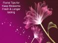 Florist Tips for Keep Blossoms Fresh & Longer lasting PowerPoint PPT Presentation